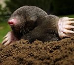 Mole+small