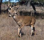 White-tailed_deer+small